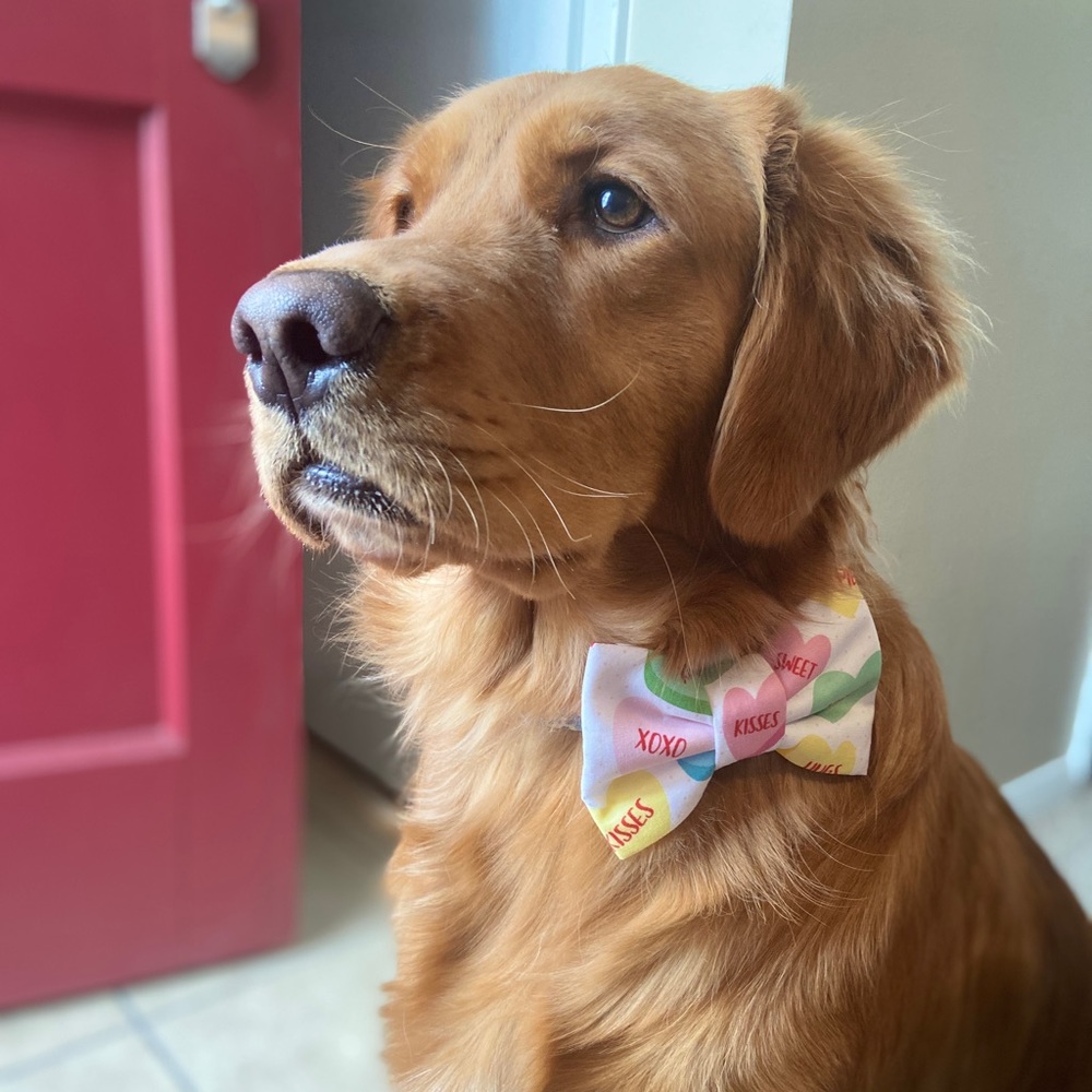 ⬜️Special Occasion Bow Ties!
